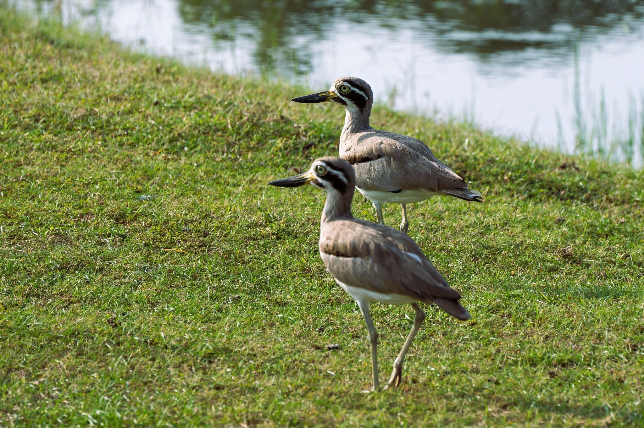 Großer Brachvogel Dickknie (Numenius arquata)